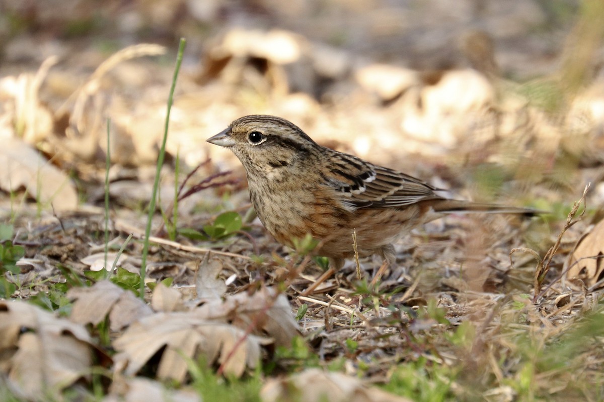 Rock Bunting - Francisco Barroqueiro