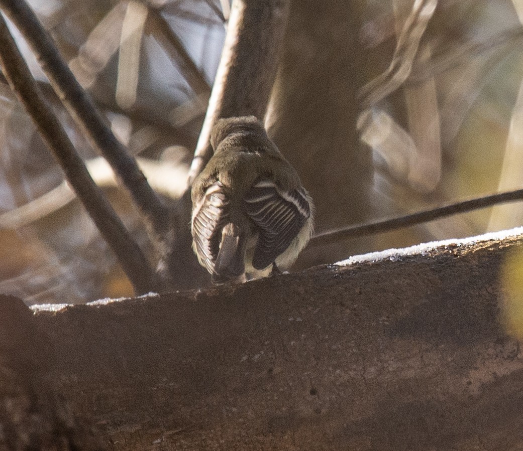 Hammond's Flycatcher - ML187787271