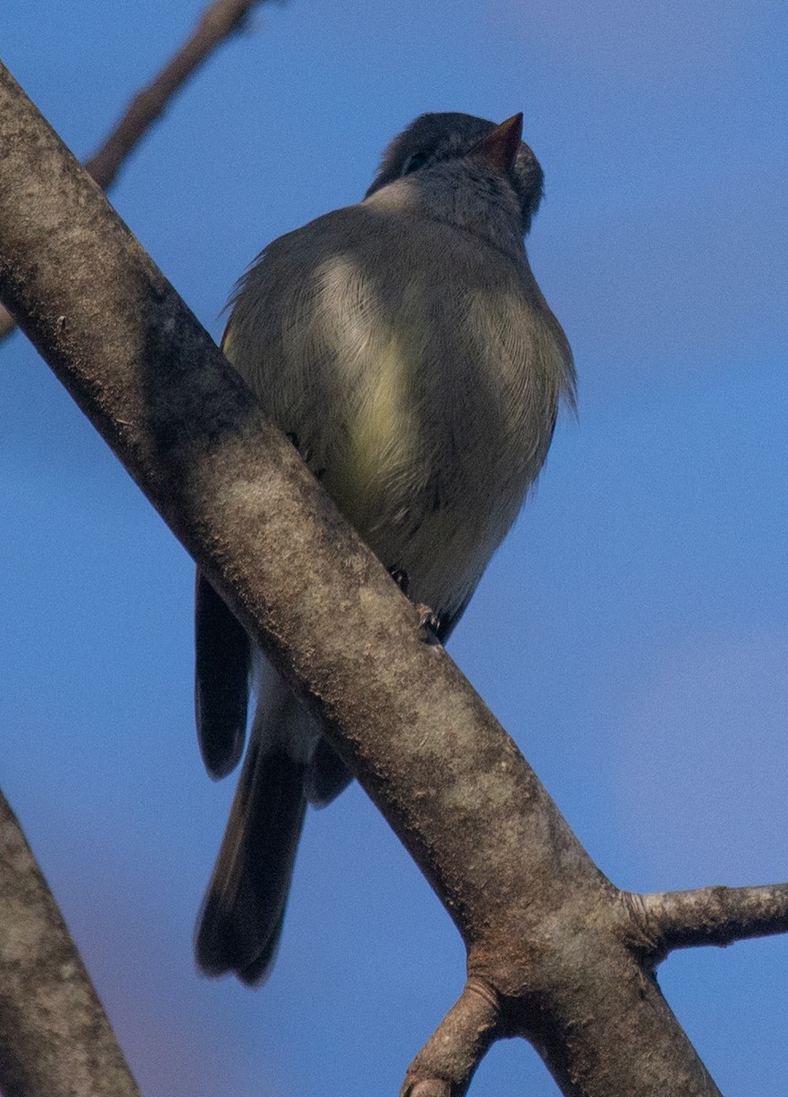 Hammond's Flycatcher - ML187787291