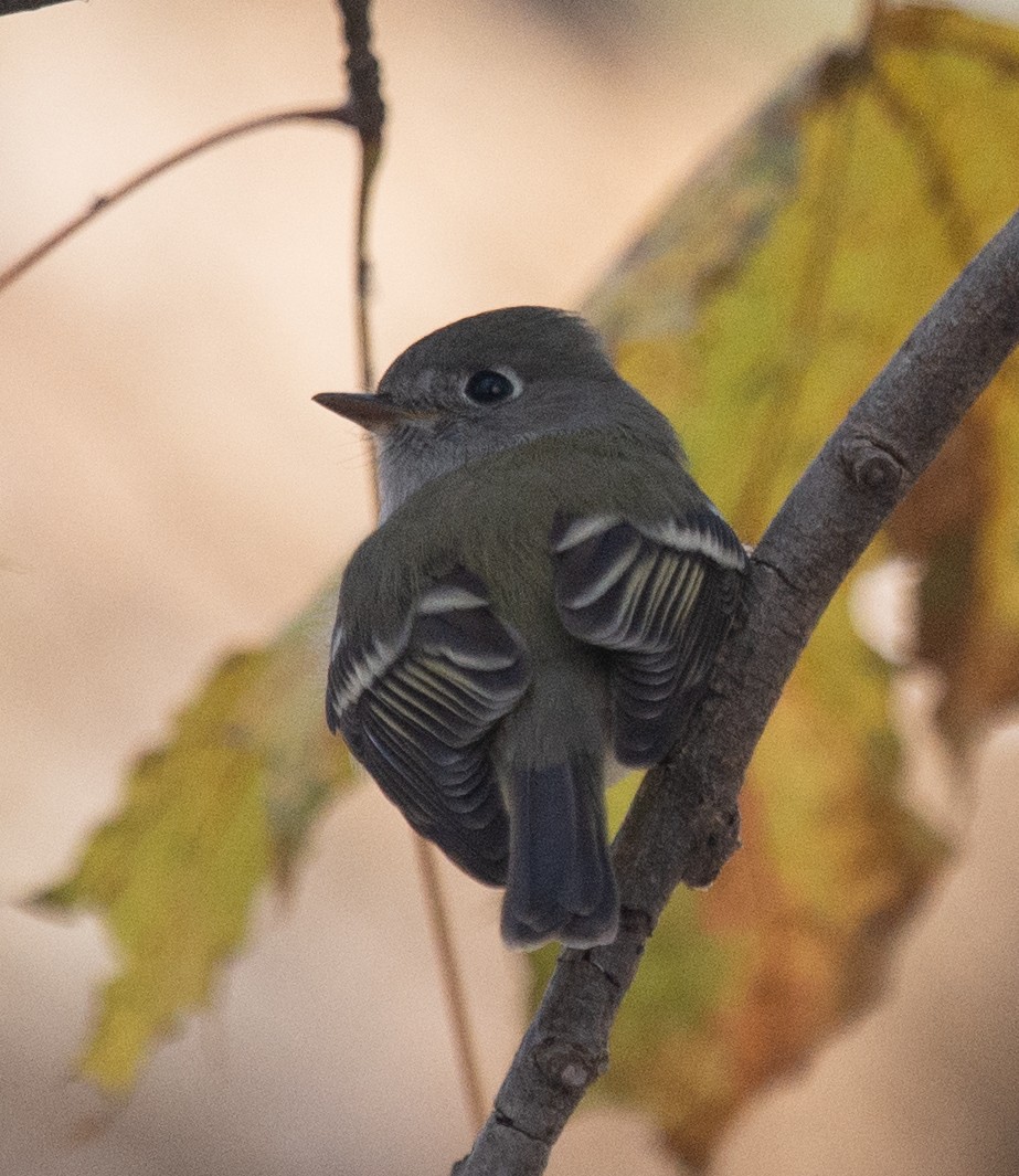 Hammond's Flycatcher - ML187787301