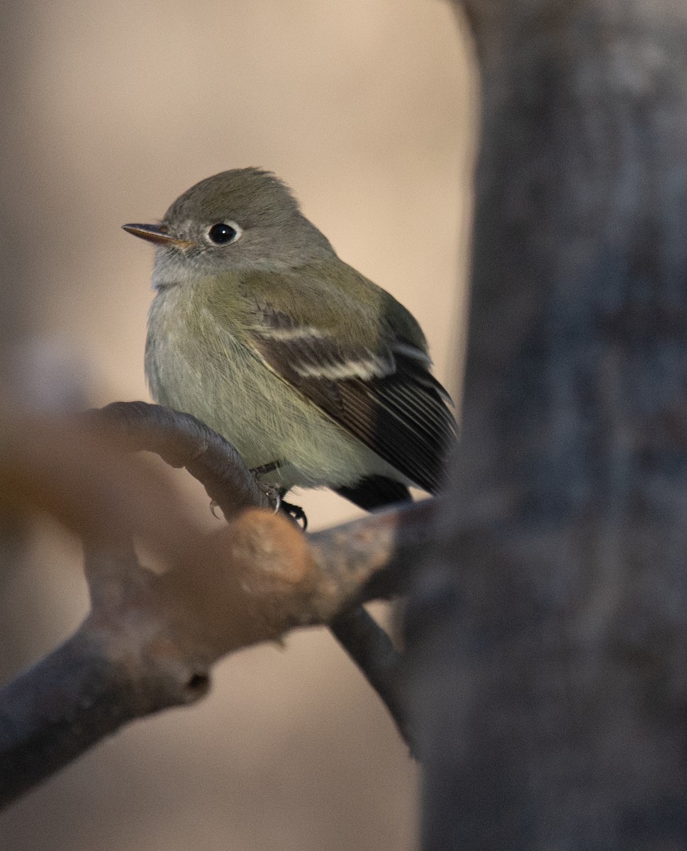 Hammond's Flycatcher - ML187787321