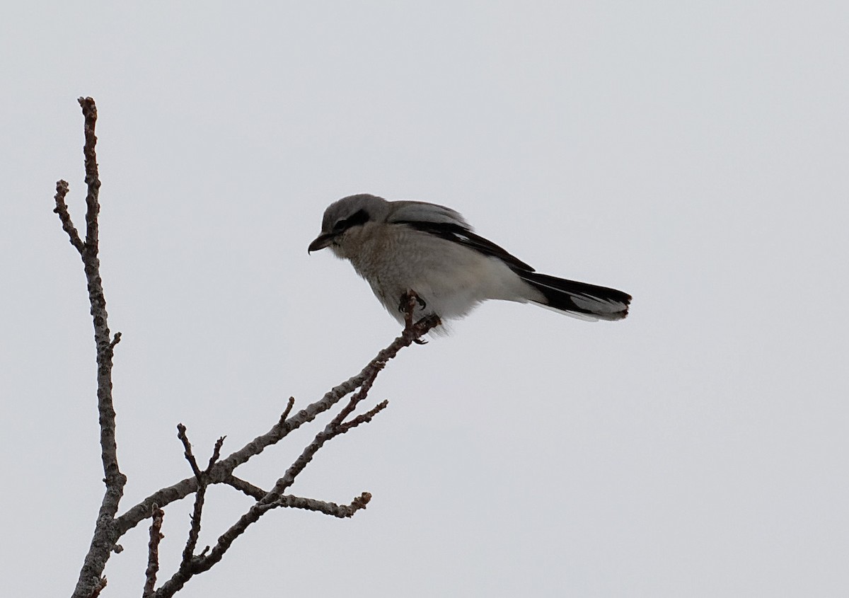 Northern Shrike - James Sawusch