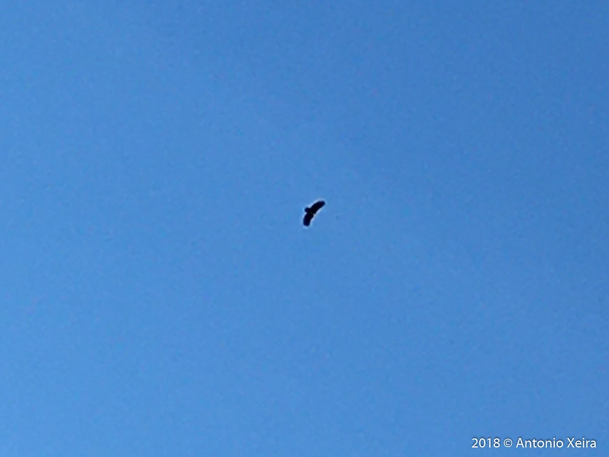 Cinereous Vulture - ML187787511