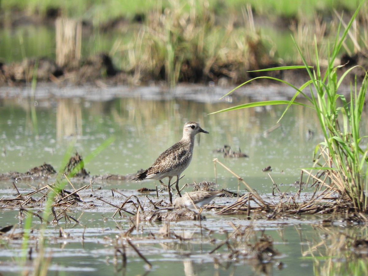 American Golden-Plover - Juan D Astorga