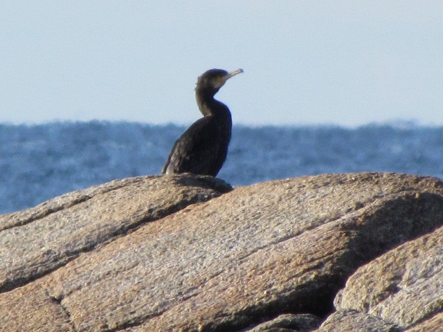 Great Cormorant - ML187788551