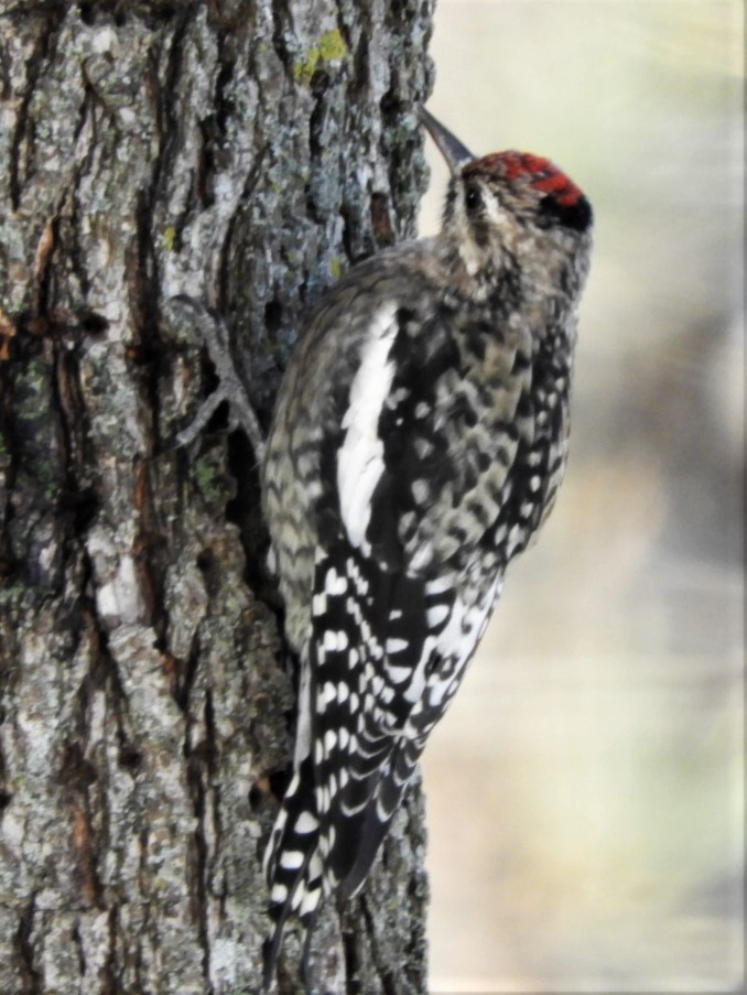 Yellow-bellied Sapsucker - ML187789871