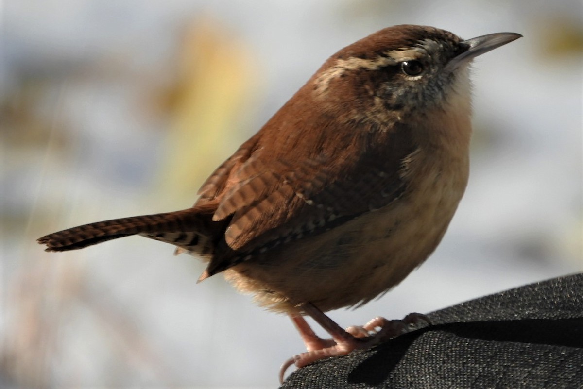 Carolina Wren - ML187790221