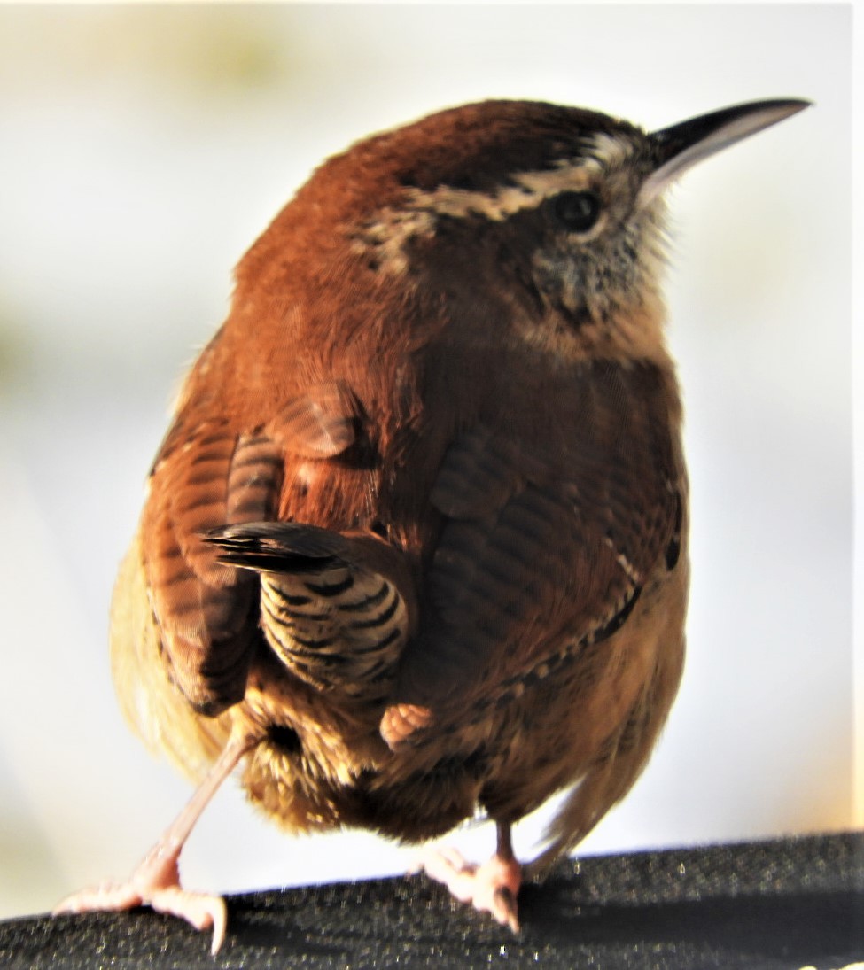 Carolina Wren - ML187790231