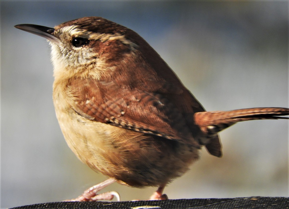 Carolina Wren - ML187790241