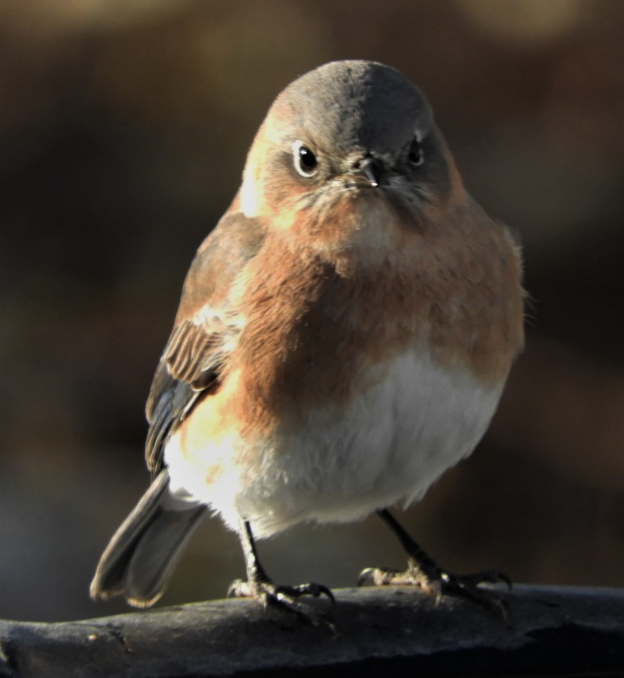 Eastern Bluebird - Paul McKenzie