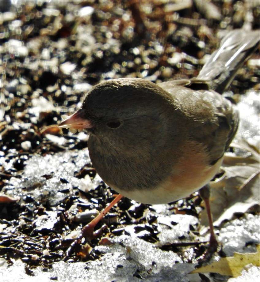 Dark-eyed Junco - ML187790811