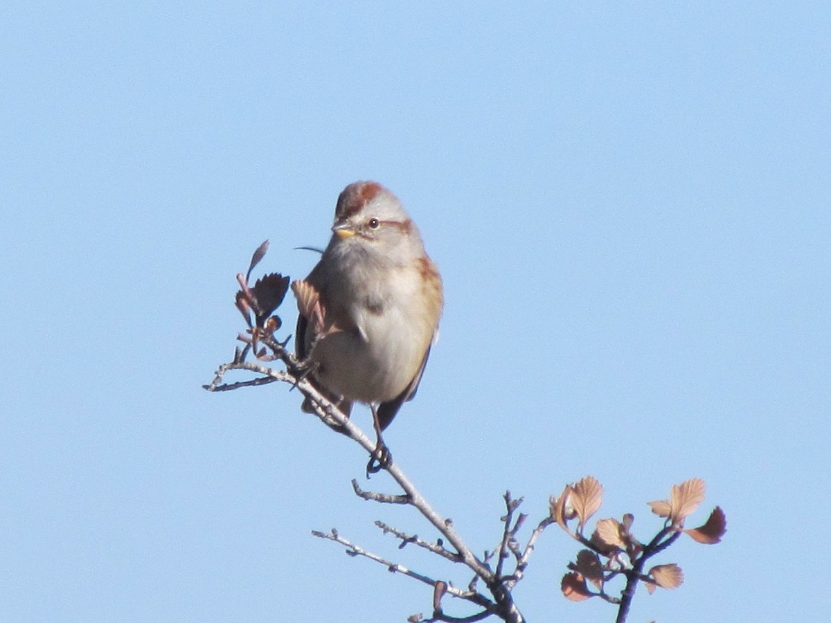 American Tree Sparrow - ML187793541