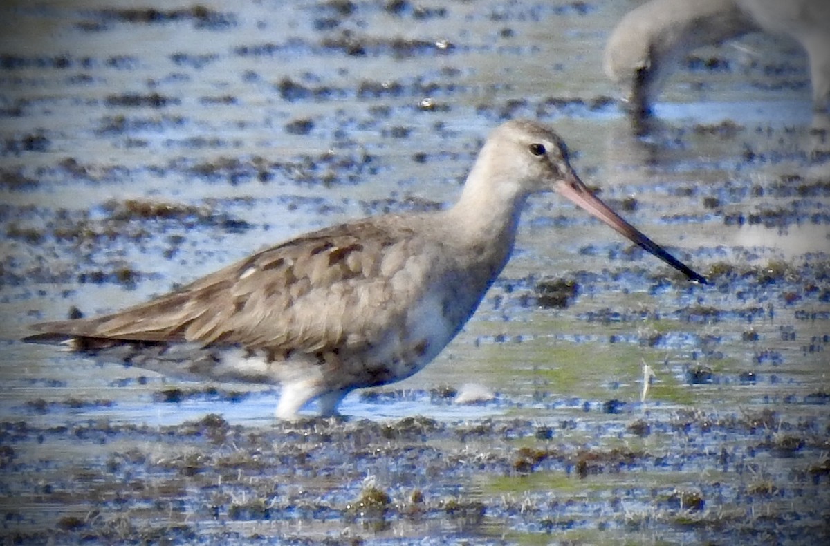 Hudsonian Godwit - ML187794101