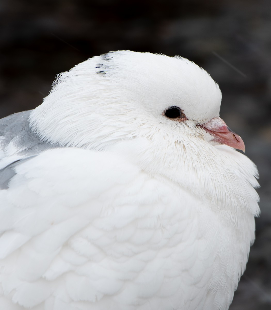 Rock Pigeon (Feral Pigeon) - ML187796031