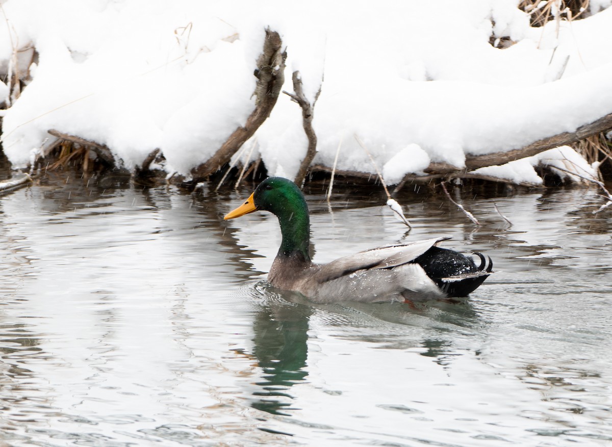 Mallard (Domestic type) - ML187796271