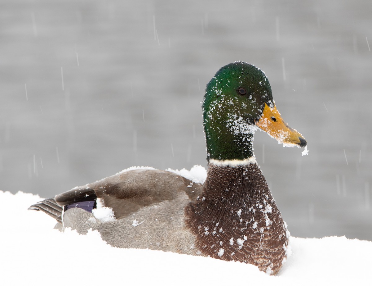 Canard colvert - ML187796281