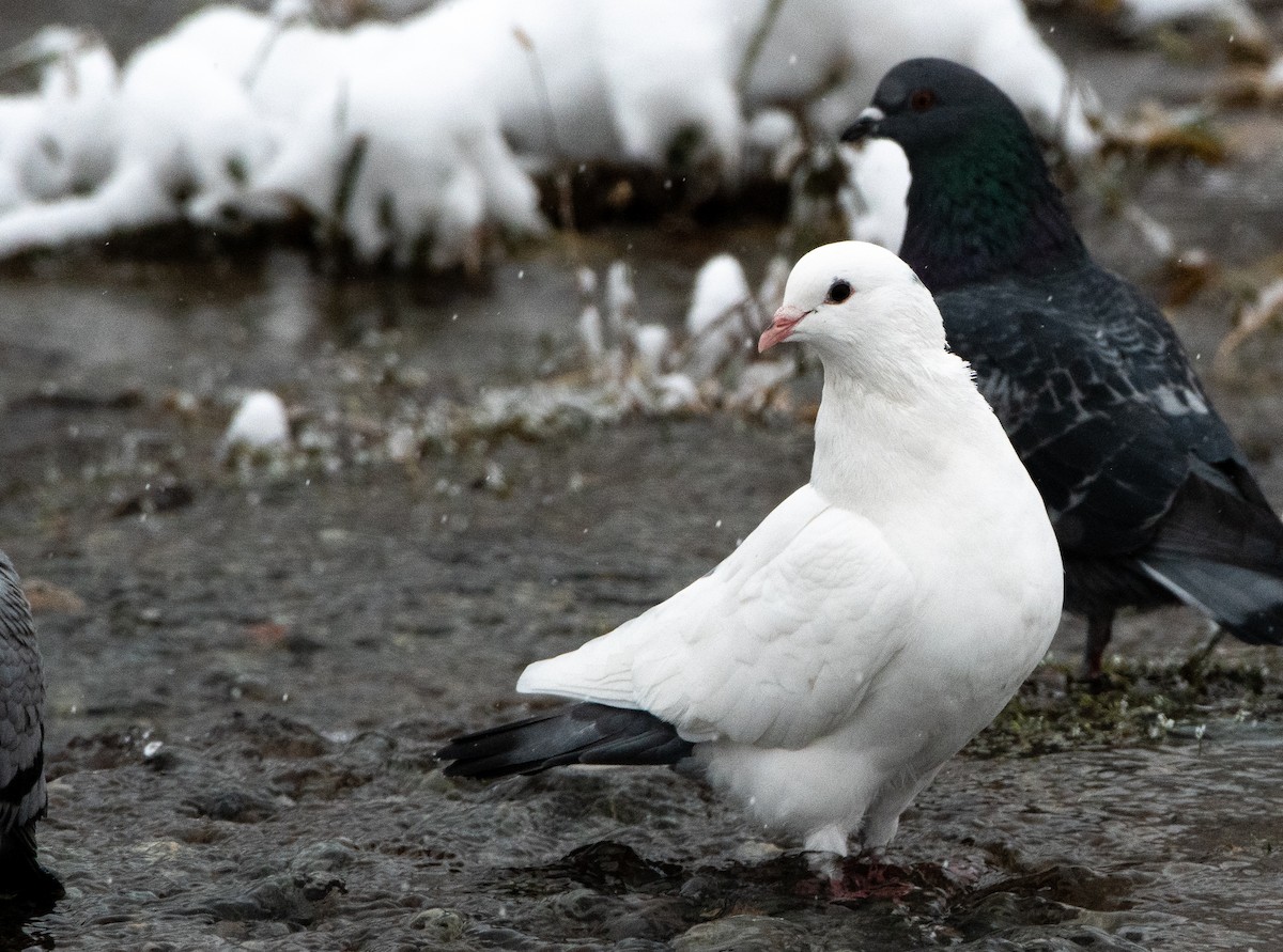 Rock Pigeon (Feral Pigeon) - ML187796291