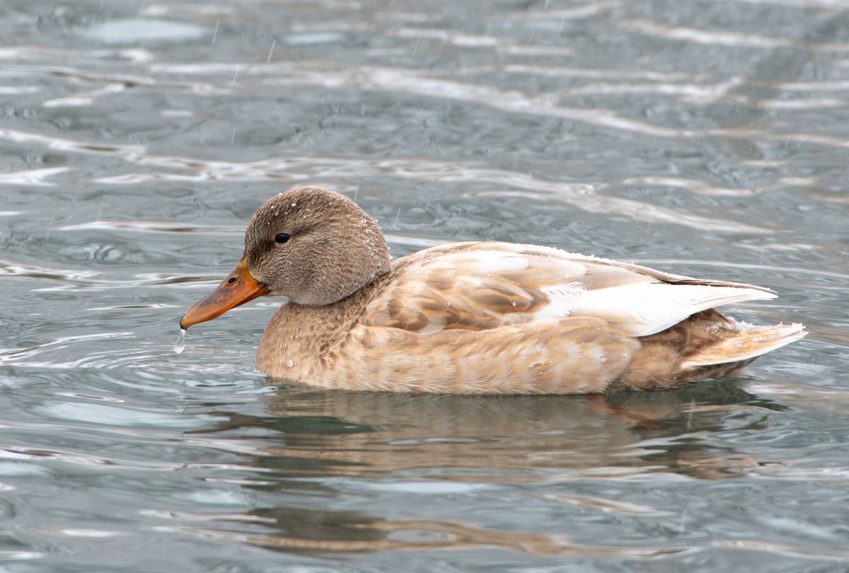 Canard colvert - ML187796301