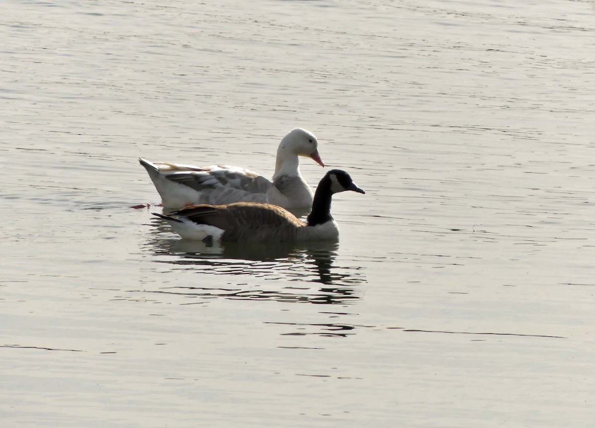 Domestic goose sp. x Canada Goose (hybrid) - ML187796561