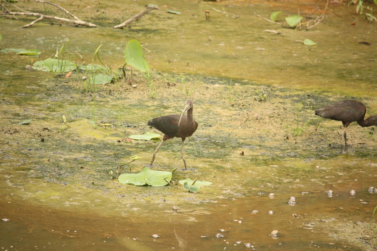 Glossy Ibis - ML187796681