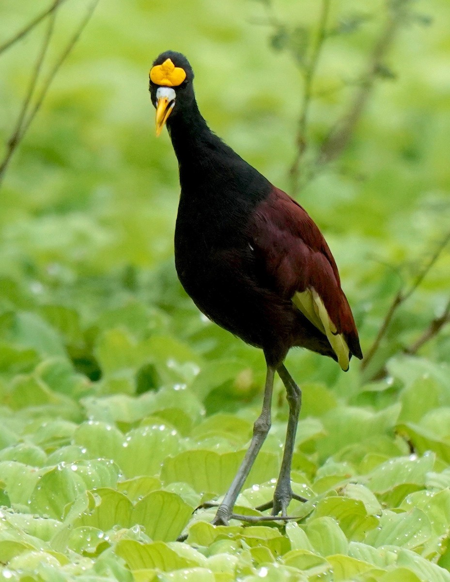 Northern Jacana - Sibylle Hechtel