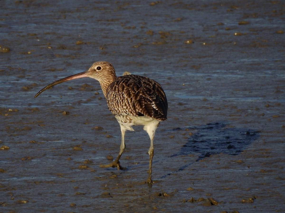 Eurasian Curlew - Brian Carruthers