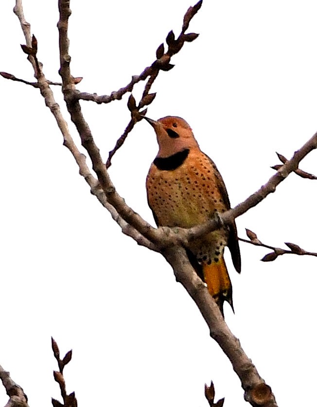 Northern Flicker - ML187798661