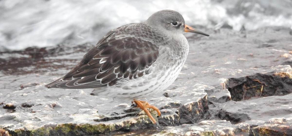 Purple Sandpiper - Brian Clegg