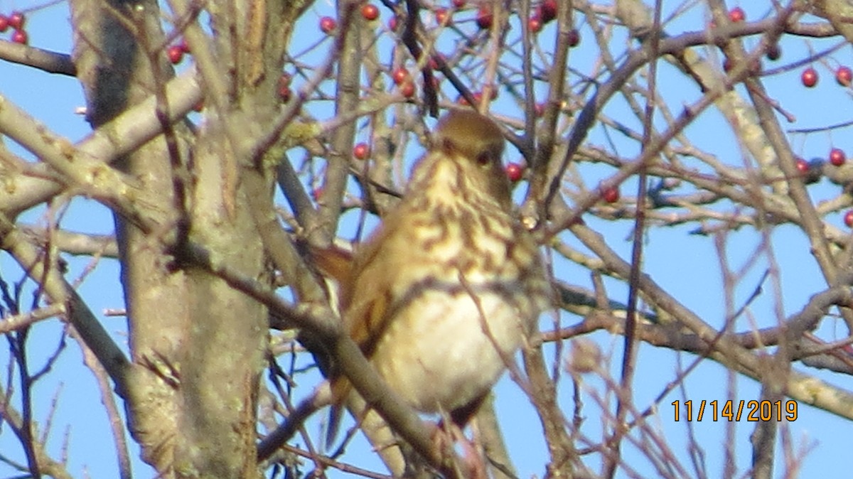 Hermit Thrush - ML187798851