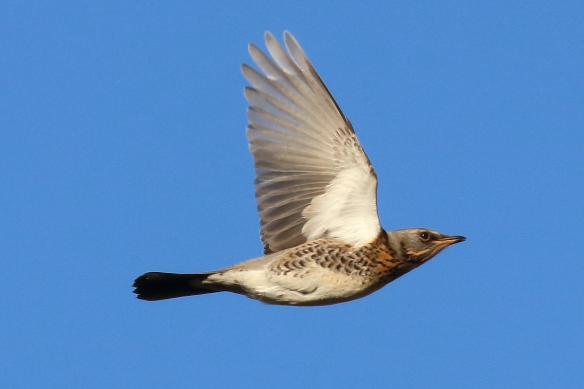 Fieldfare - Bruce Kerr