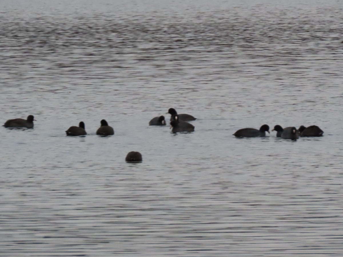 American Coot - ML187802551