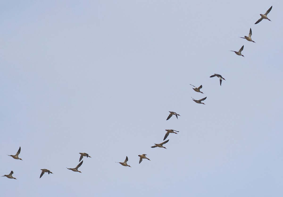 Red-breasted Merganser - ML187802951