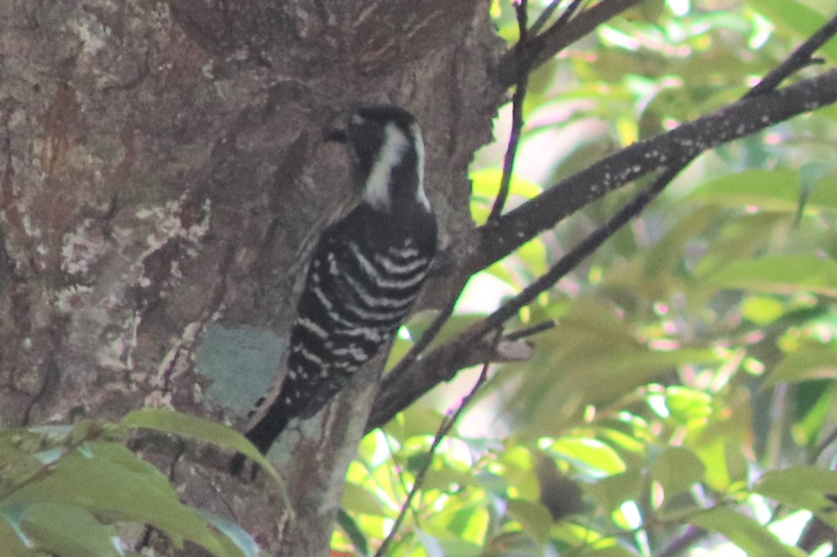 Japanese Pygmy Woodpecker - ML187803591