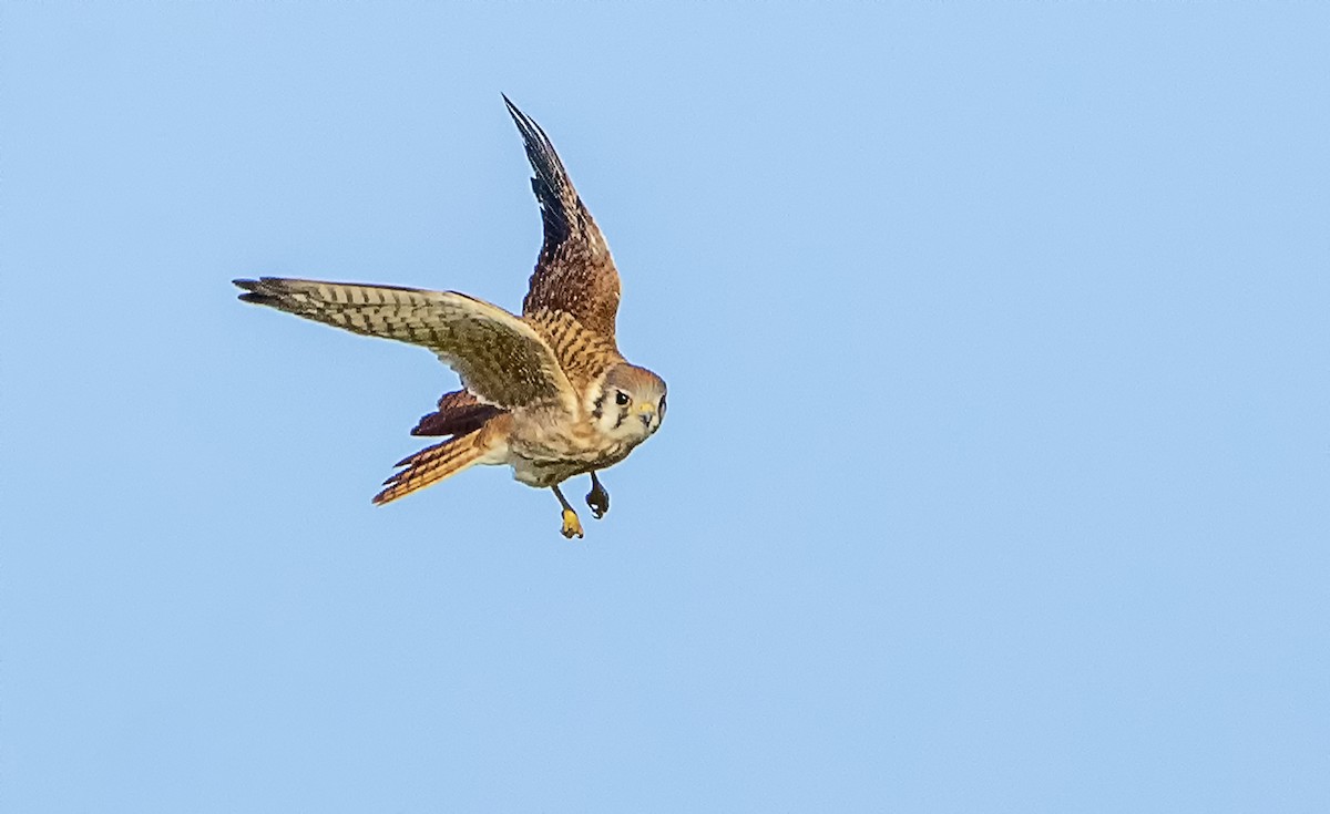American Kestrel - ML187804811