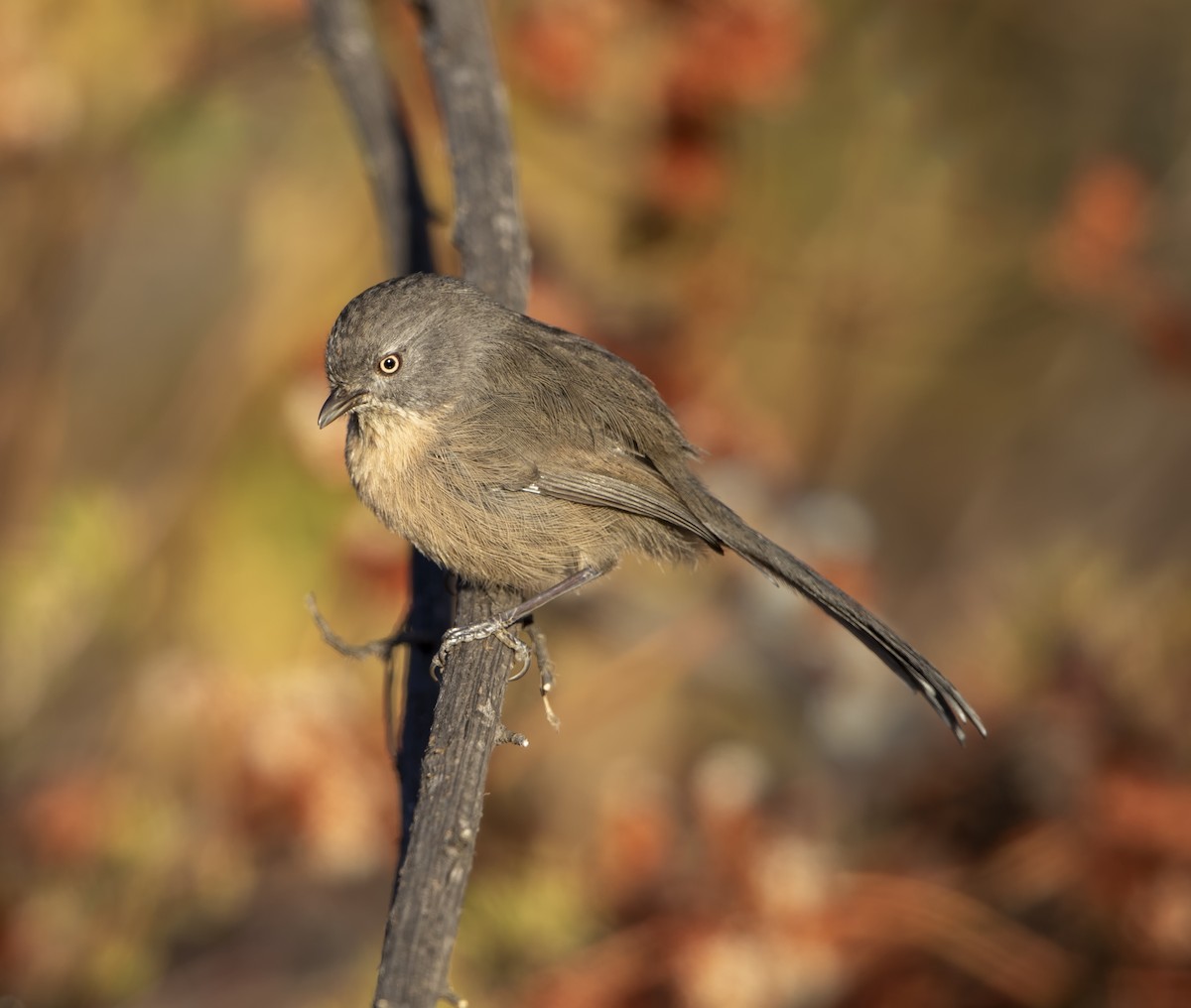 Wrentit - ML187805241