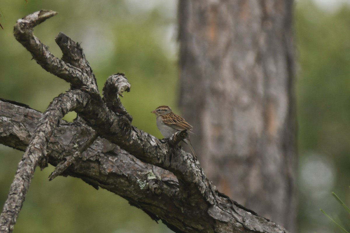Chipping Sparrow - ML187809111