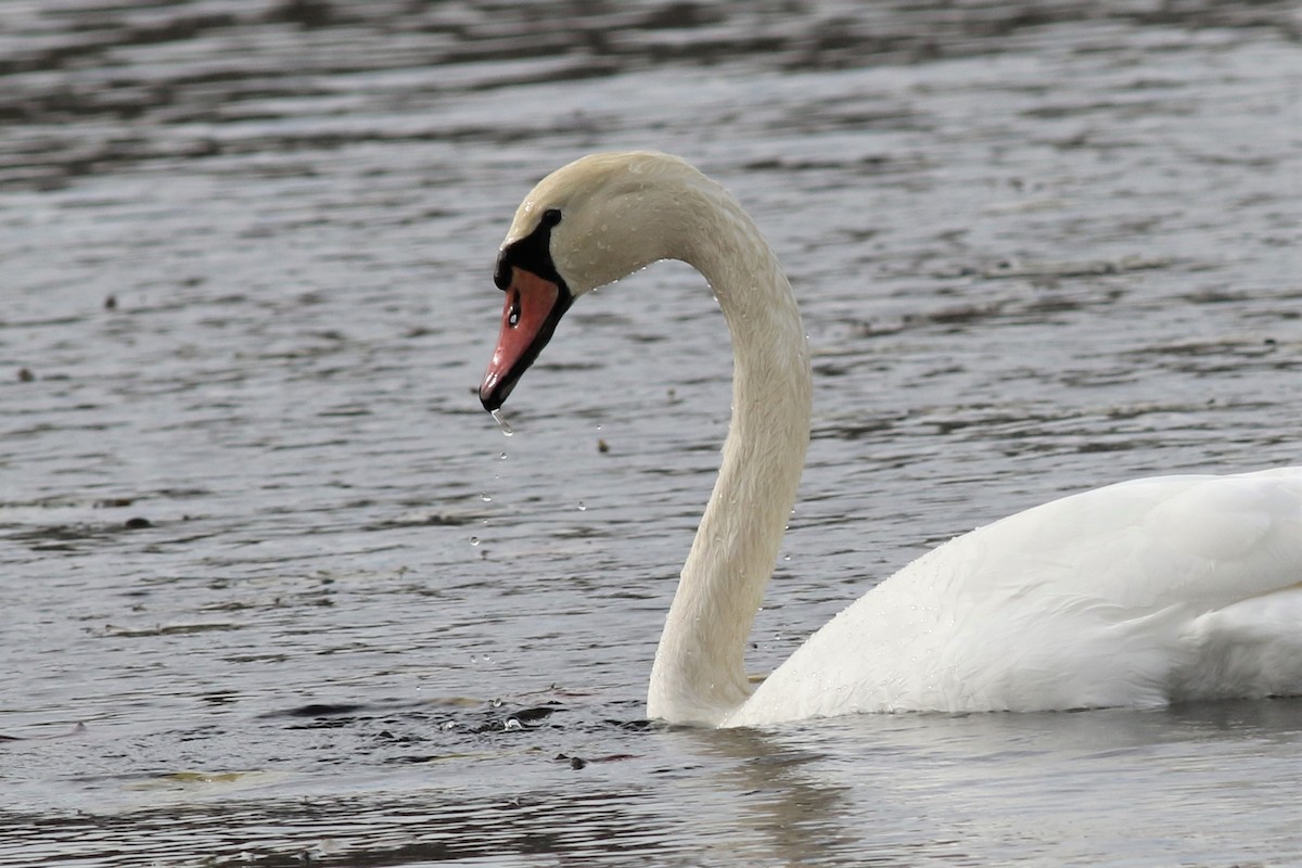 Cygne tuberculé - ML187813161