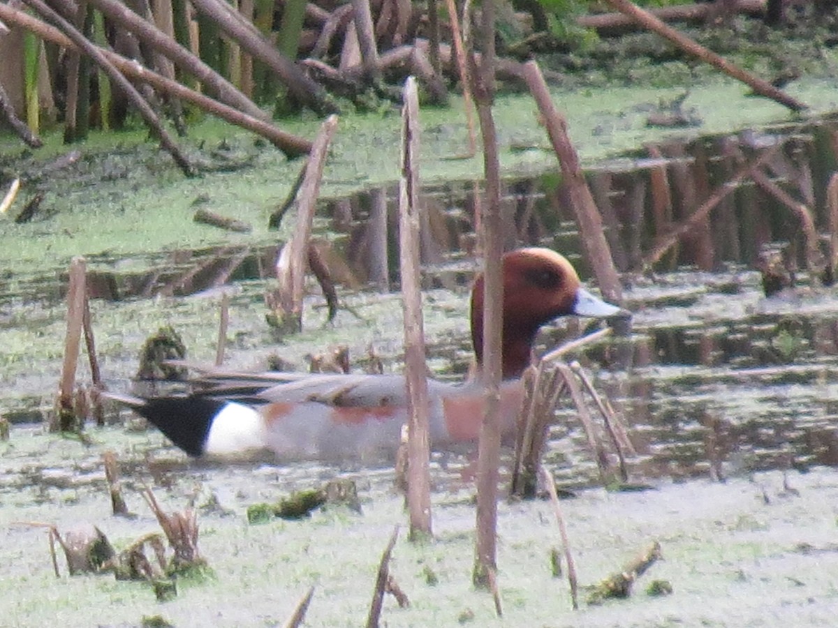 Eurasian Wigeon - Mike Curry