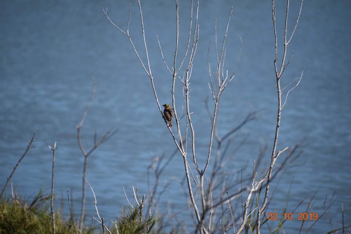 Savannah Sparrow - John Cassell