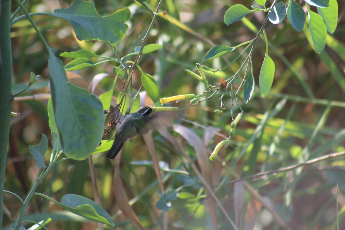 Xantus's Hummingbird - ML187818671