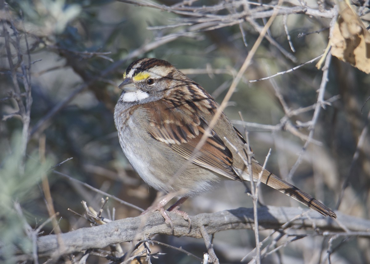 White-throated Sparrow - ML187819921