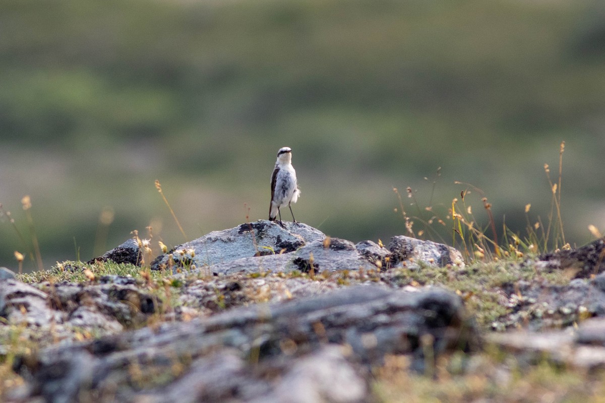 Northern Wheatear - Will  Britton