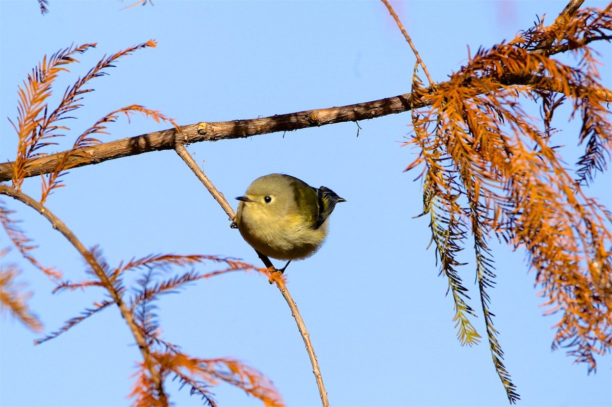 Ruby-crowned Kinglet - Vickie Baily