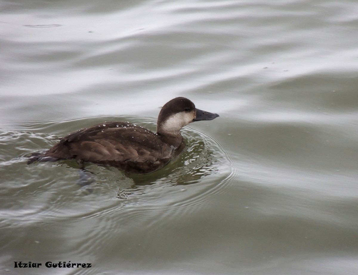 Common Scoter - ML187825131