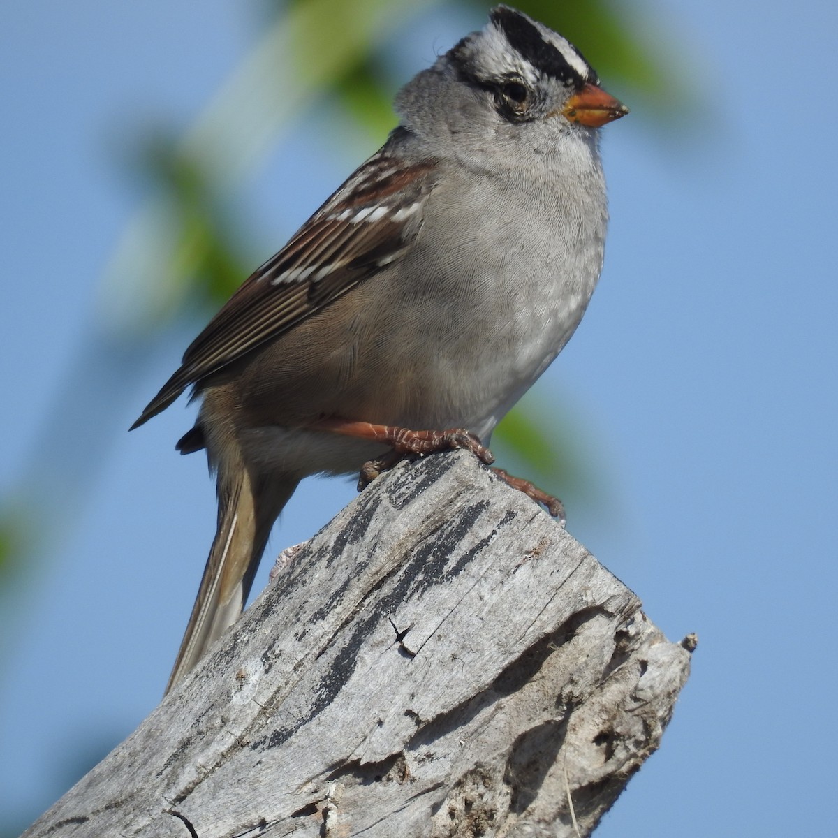 White-crowned Sparrow - ML187825311