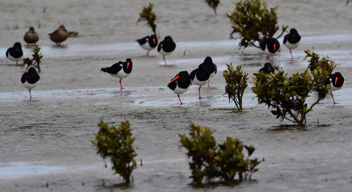 Pied Oystercatcher - ML187825451