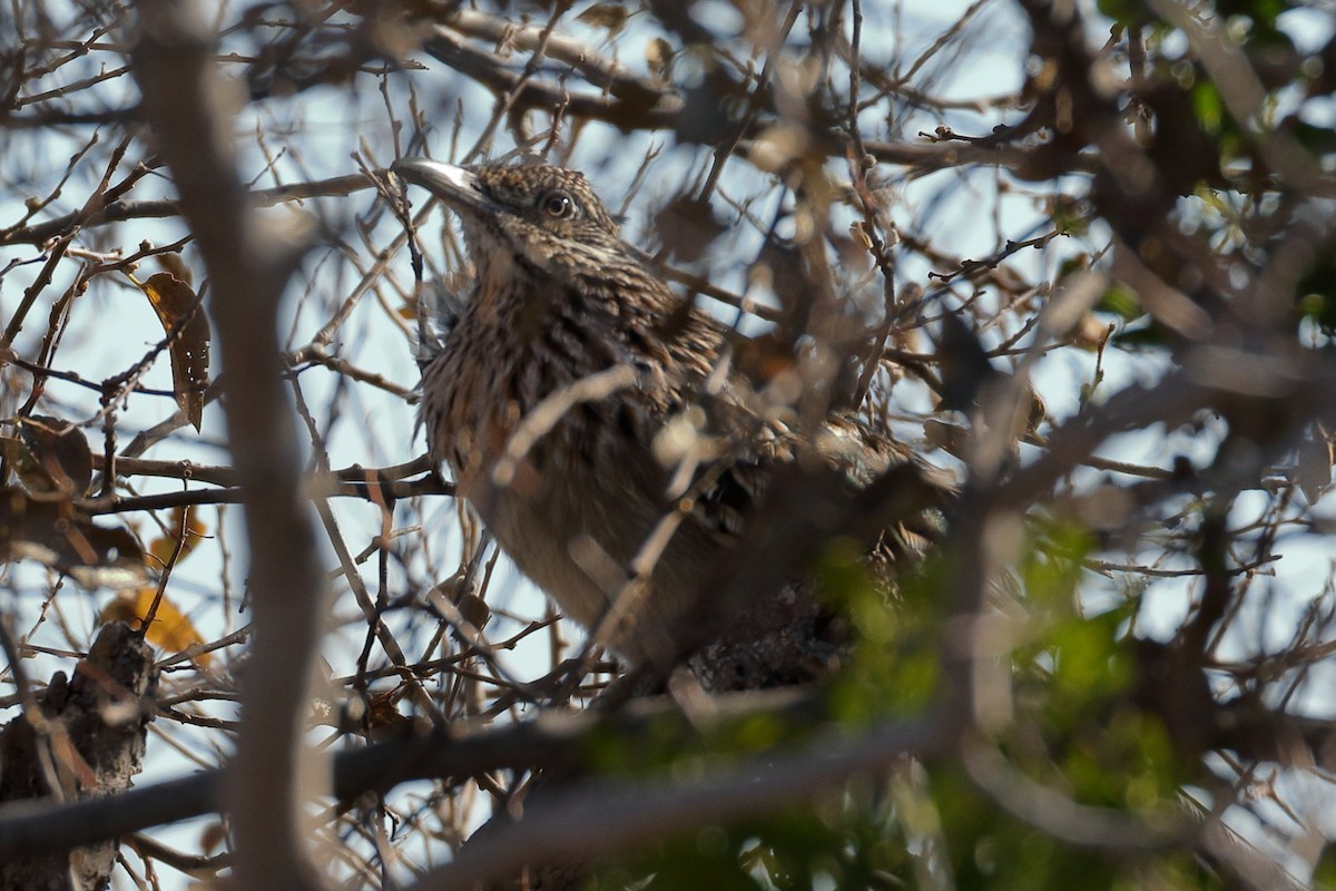 Greater Roadrunner - ML187826911