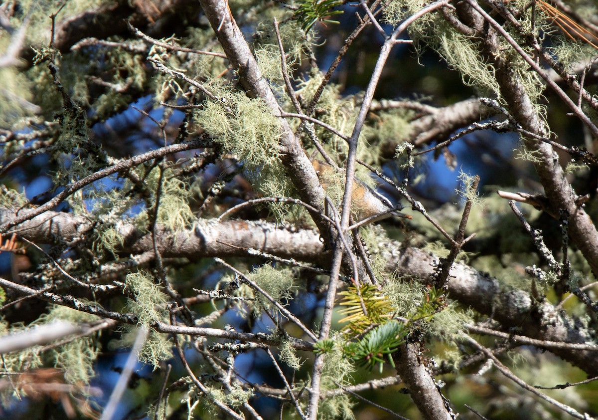 Red-breasted Nuthatch - ML187828031