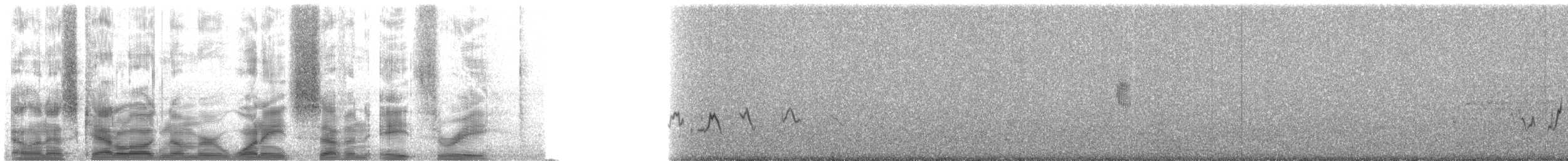 papežík modrý - ML18783