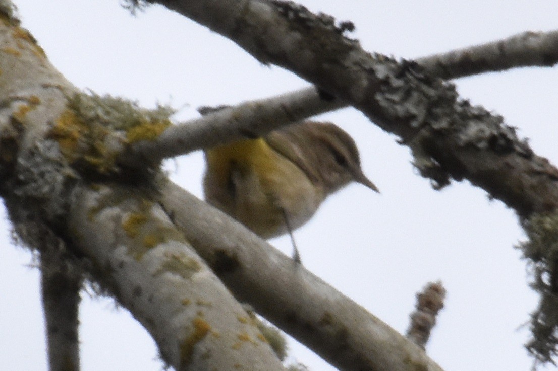 Palm Warbler - ML187832141